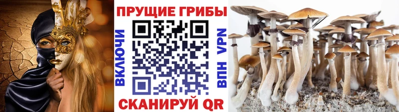 дарнет шоп  Вяземский  Псилоцибиновые грибы мицелий 